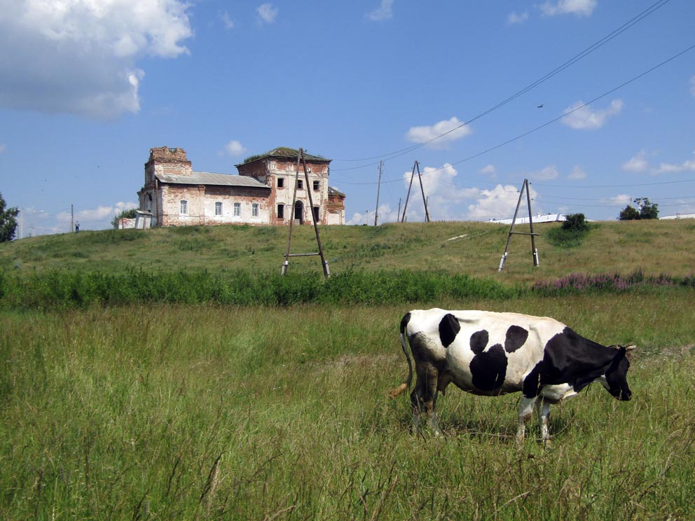 Пейзаж в Волковском с коровой. Фото Алексея Рычкова