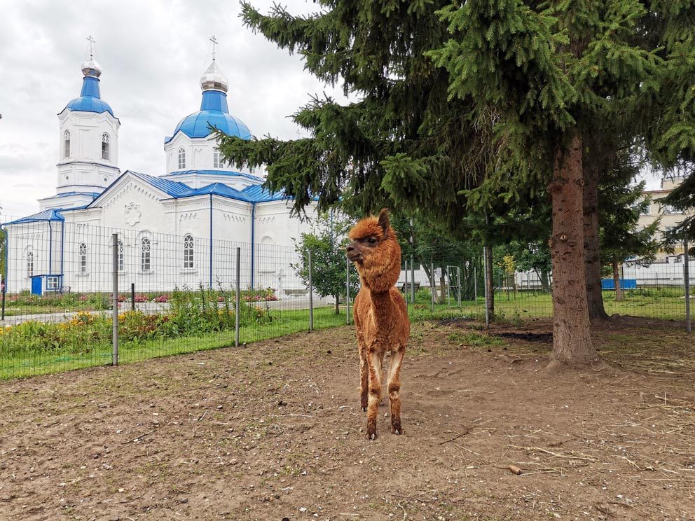Покровский женский монастырь в Верхотурье. Альпака на территории Покровской обители